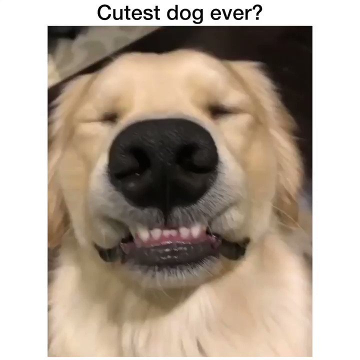 #cute #dear #sweet #nice #darling #lovely #pet #petlove #doglove #pets #animals #animal #funnyanimals #dog #dogs #dogz #doggy #love #fun #joy #joyful #joyfull #gladness #gaiety #cheer #rejoicing #joyous #happybunny #pleasure
