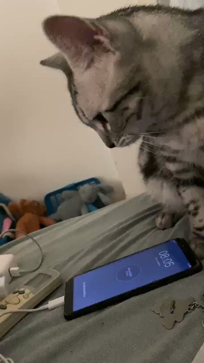 あれ？温かい？にゃんこがスマホで暖を取り始めちゃったwww