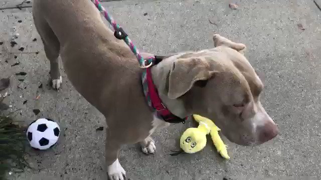 CALLIE IS 5 AND DANGEROUS? OR SHE’S 1 AND SWEET? Just 5 days after arrival @nycacc has her on Saturday’s kill list before even being sure of her age or conduct. Save Callie #80930 with Rescue pledges via @TomJumboGrumbo PLEASE RT CALLIE! https://newhope.shelterbuddy.com/Animal/Profile/Index/a2cc4d3b-fb16-4460-9dc3-f14e9696fae0 …