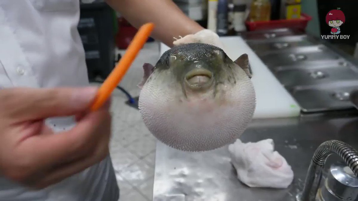 puffer fish eating carrot meme puffer fish eating carrot meme