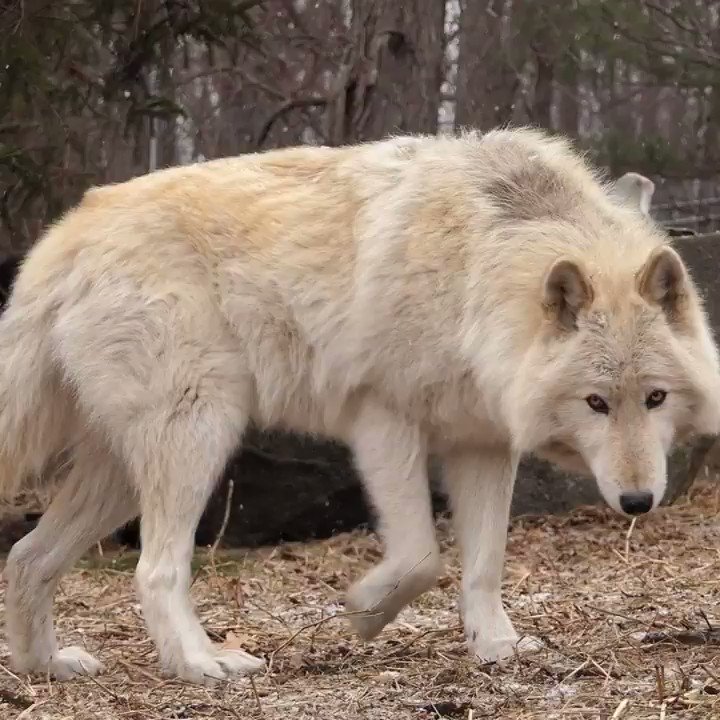 Wolf Conservation Center (@nywolforg) on Twitter photo 2019-11-17 02:08:45 World, here comes Nikai 🐺 World, here comes Nikai 🐺