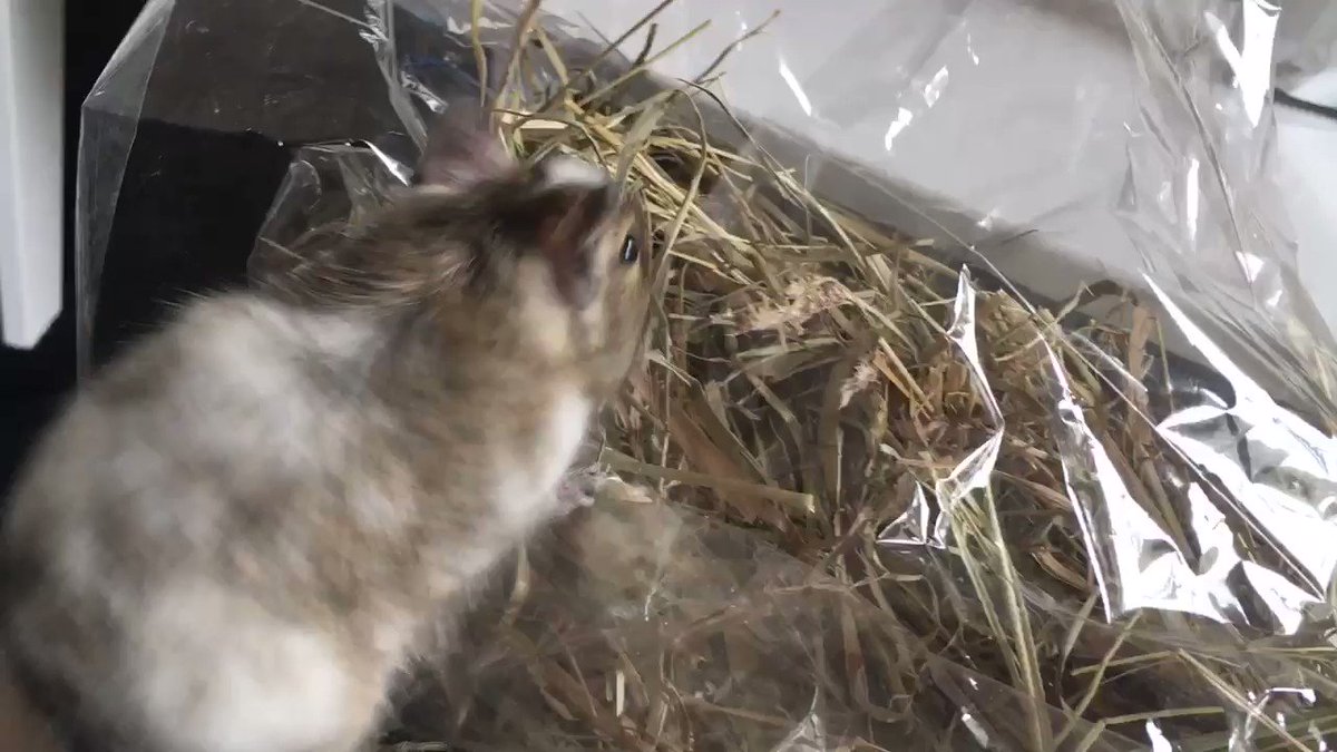 てて🐹@YouTubeチャンネル登録者1000人が目標🐹 on Twitter