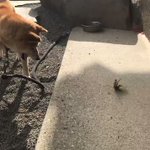 「めっちゃ威嚇してるじゃんw」カマキリVS柴犬の熱い戦いに胸が熱くなる