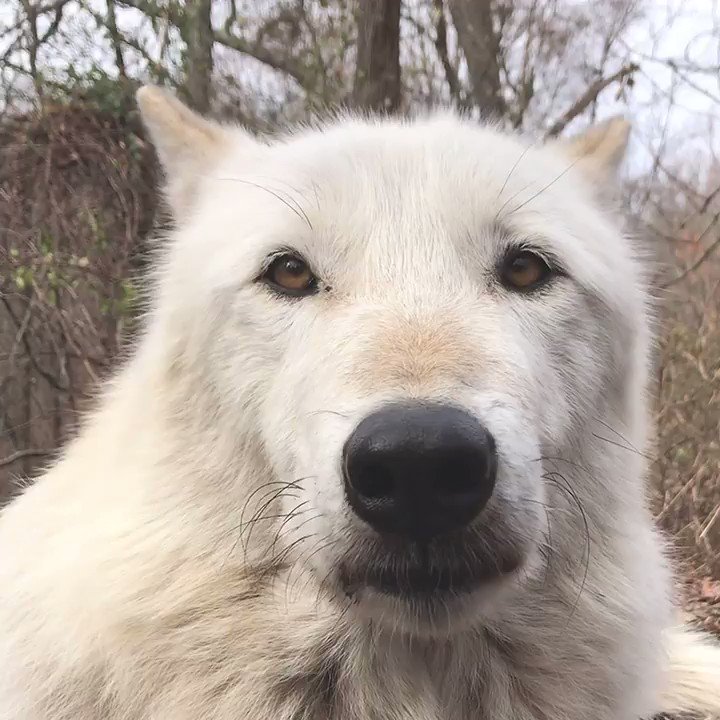 Wolf Conservation Center (@nywolforg) on Twitter photo 2019-11-19 01:31:20 Sniff... sniff. Do I smell coffee? #MondayMotivation Sniff... sniff. Do I smell coffee? #MondayMotivation