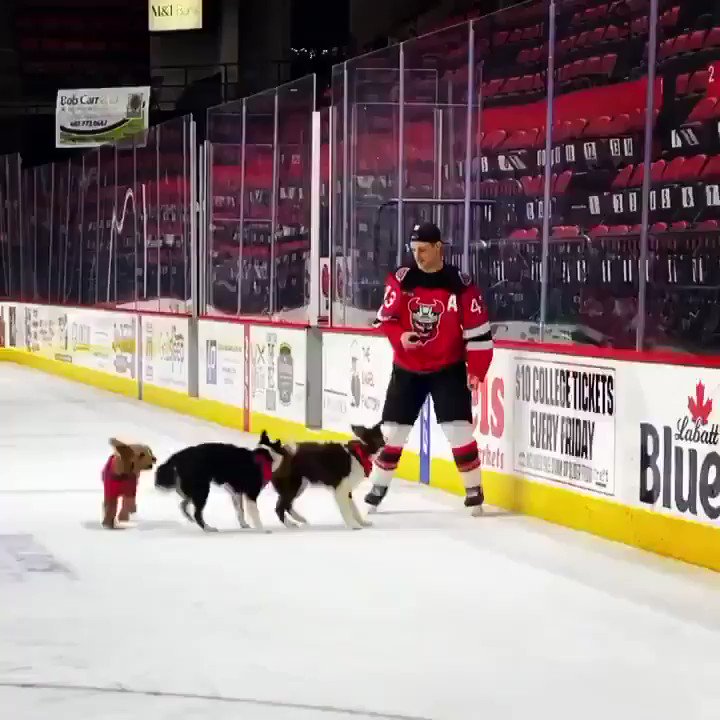 Hey @dmermis06!
Your puppers are famous 🐶 Hey @dmermis06!
Your puppers are famous 🐶