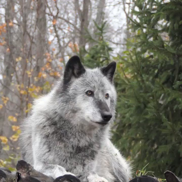 Wolf Conservation Center (@nywolforg) on Twitter photo 2019-11-19 02:38:20 Happiness is howling in the snow ❄️ Happiness is howling in the snow ❄️