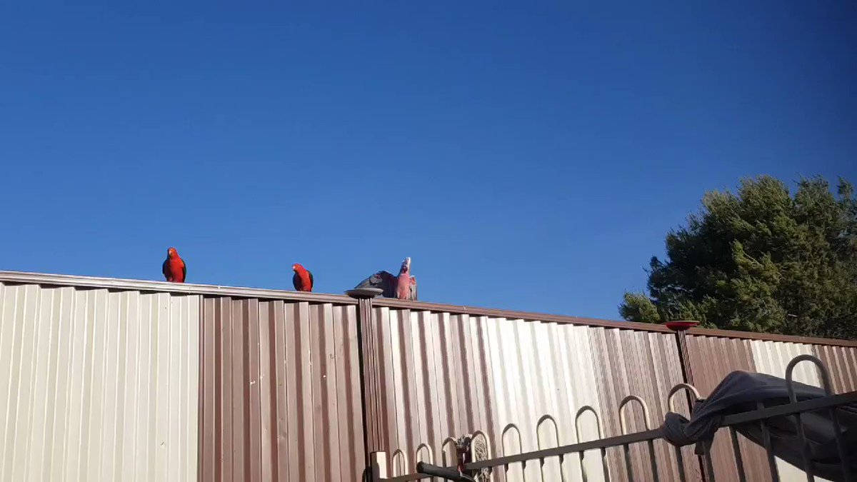 To light up your day as it did mine.
Check this out! ๐ฆ๐
Pt1
#Australian #Australia
#DechartGames #birds #naturelovers #SPNFamily #LPFamily #ConnerArmy #SickNotWeak #FanFamily