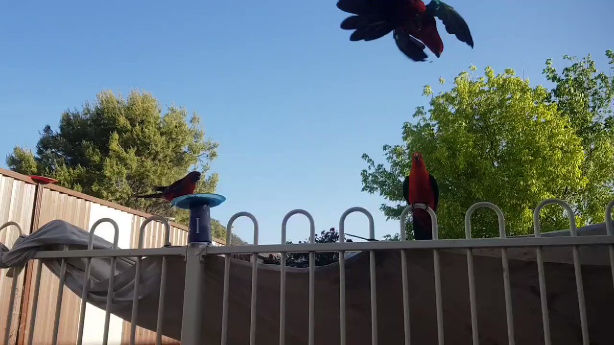 To light up your day as it did mine.
Check this out! ๐ฆ๐
Pt2
#Australian #Australia
#DechartGames #birds #naturelovers #SPNFamily #LPFamily #ConnerArmy #SickNotWeak #FanFamily