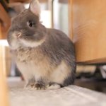 もふもふうさぎの大きなあくび!可愛くて見ているだけで癒される!