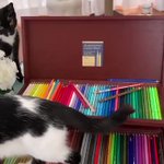 色 艶がまるで本物 色鉛筆で描いたニジイロクワガタがうますぎる 話題の画像プラス 色 艶がまるで本物 色鉛筆で描いたニジイロクワガタがうますぎる 話題の画像プラス