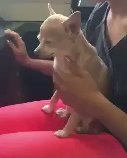 ワンちゃんのナデナデをやめようとした結果？やめさせてくれないwww