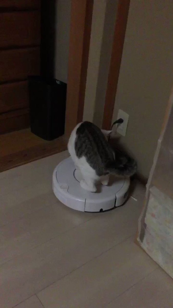 夜中にお腹が減り 飼い主を叩き起こすためにルンバを起動する猫が賢すぎておもしろい やっぱ猫を敵にすると恐ろしい Togetter