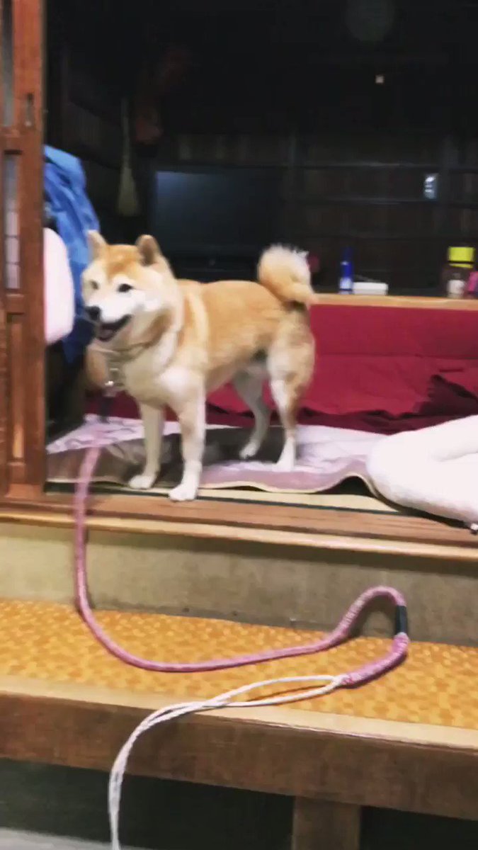 母がもこもこした玩具のボール投げては打ち返していたのだが、ふいにキャッチできたときの反応が良かった…