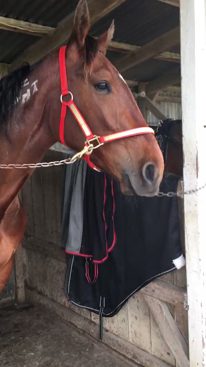 ‘Cassius Bromac’ cool as a cucumber after his first win at Invercargill yesterday 😎🌞#BrettGray #BBarclay#MCCSyndicate