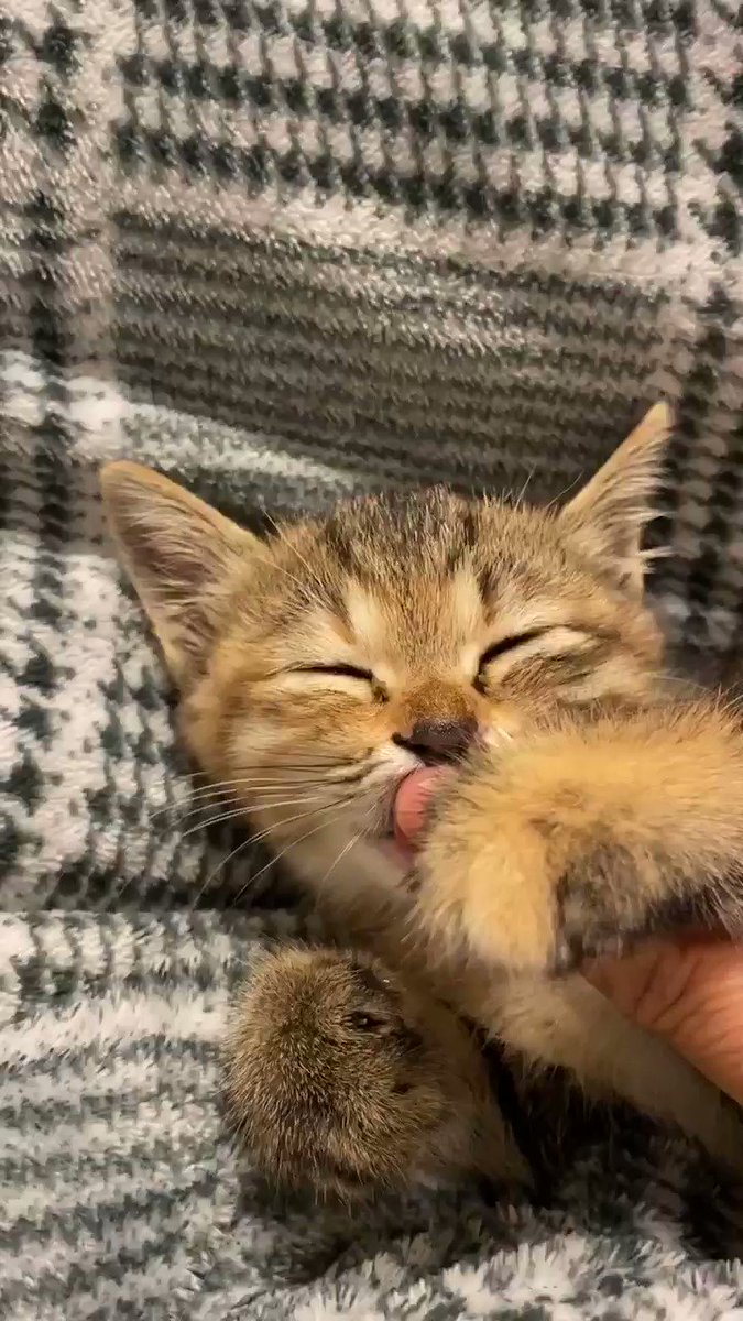 子猫ちゃんが眠くなってきた結果 飼い主さんの指をおしゃぶりにされた 話題の画像プラス