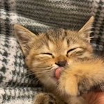 子猫ちゃんが眠くなってきた結果？飼い主さんの指をおしゃぶりにされた!