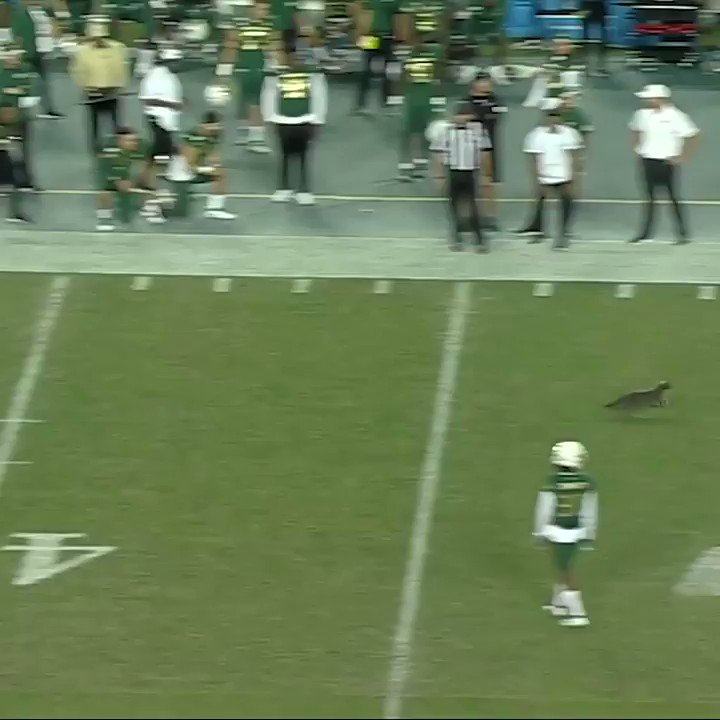 Cat Runs on College Football Field During Game