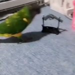 インコが撃たれた？飼い主さんとおもちゃの銃で遊ぶインコがかわいすぎる!