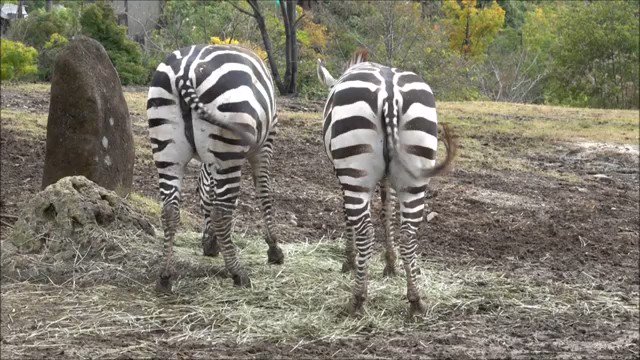 シマウマ の評価や評判 感想など みんなの反応を1日ごとにまとめて紹介 ついラン