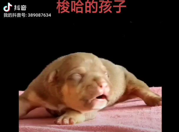 Tweets With Replies By 唯珍恶霸犬繁殖 Arc4jlclkm1fqys Twitter Tweets With Replies By 唯珍恶霸犬繁殖 Arc4jlclkm1fqys Twitter