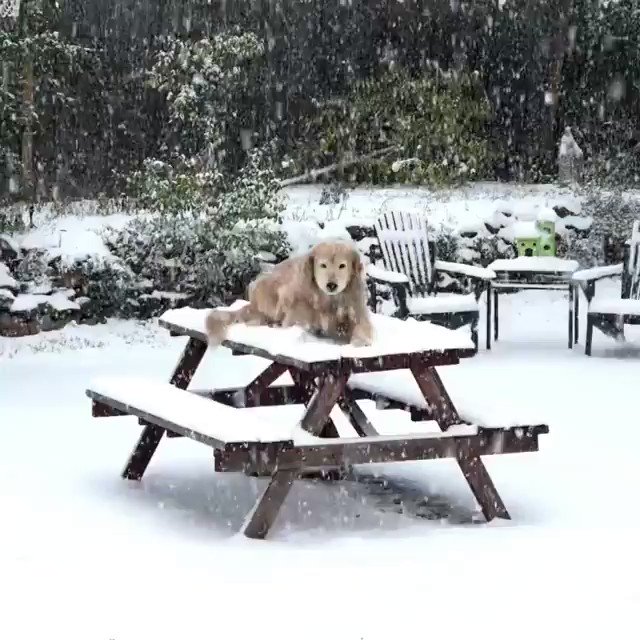 First snow 🌨️... and they love it !! 🐶📹 rubyandlola Ig