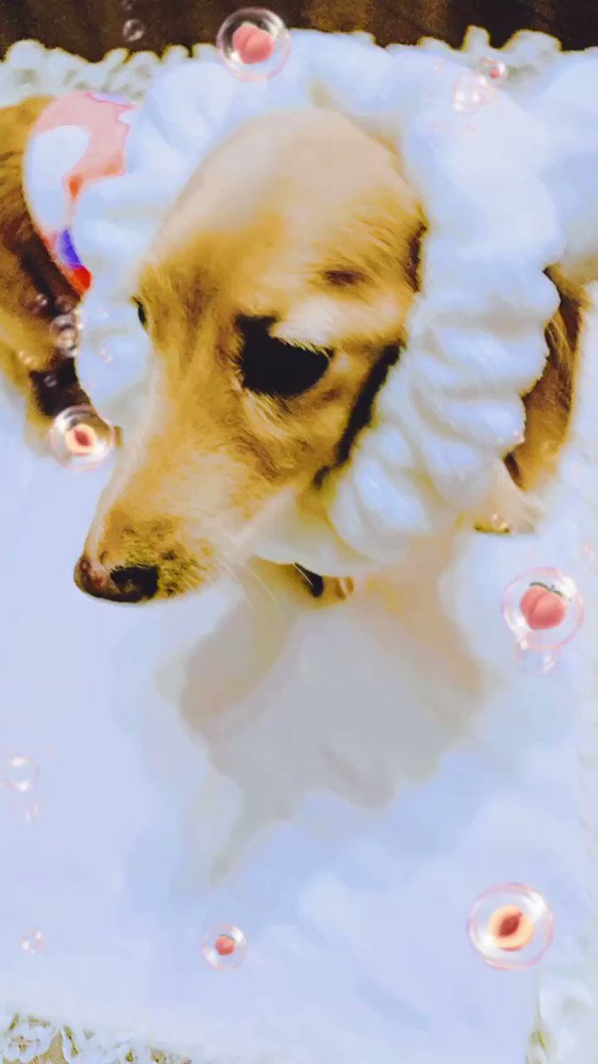 老犬の夜泣き対策グッズある 認知症で泣き止まないのは不安やストレス 今週のペルル店長