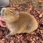 盛岡市動物公園の新メンバー!11月2日に誕生したカピバラの愛称が「イチョウ」に決定!