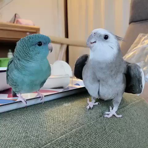 トトロを歌うインコと合いの手を入れるインコ！二羽によるデュエットが可愛い！