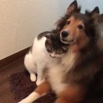 猫が犬にじゃれている動画!可愛すぎて癒される!