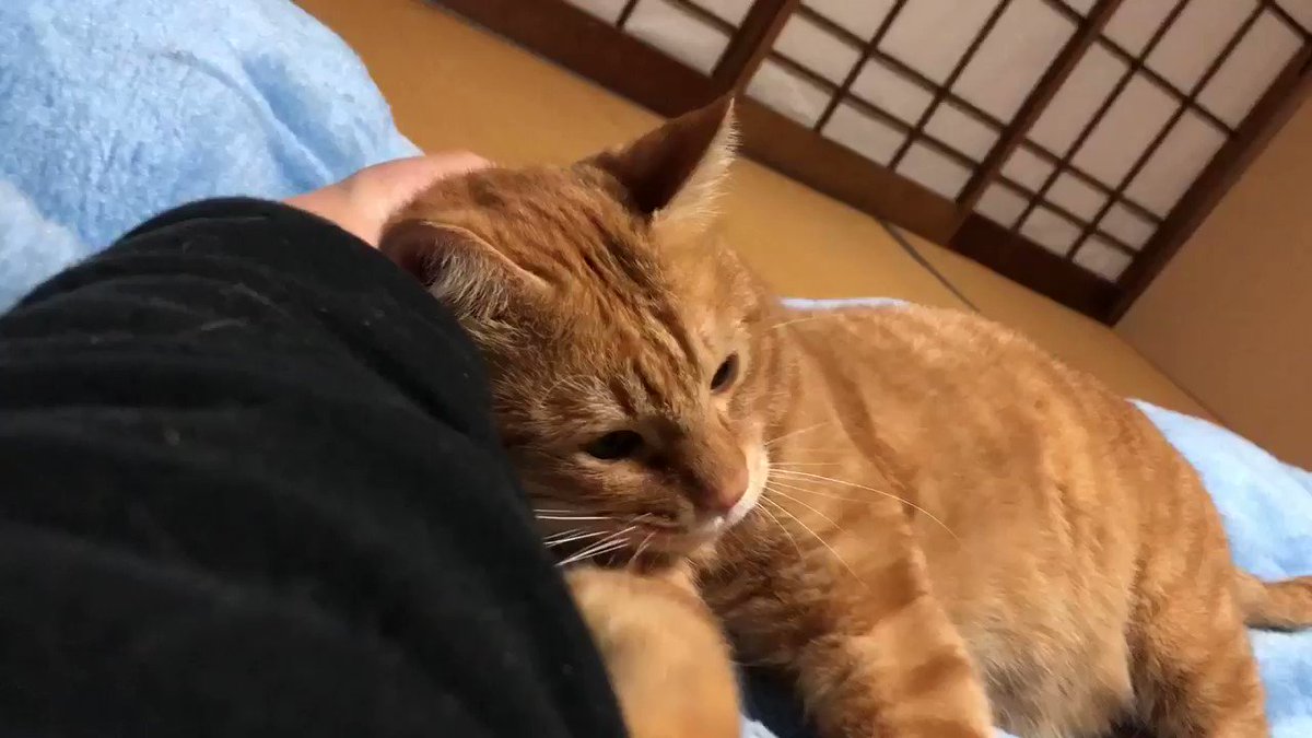 @minatonekonokai's video Tweet