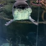 海遊館でピラルクに荷電粒子砲撃たれかけた人が現る!