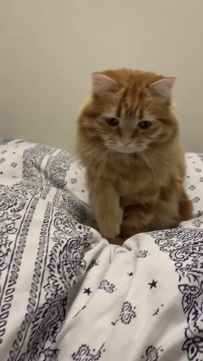 こてんする猫？「こてん」と言うとこてんしてくれる猫が超かわいいｗｗｗ