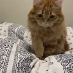 こてんする猫？「こてん」と言うとこてんしてくれる猫が超かわいい!