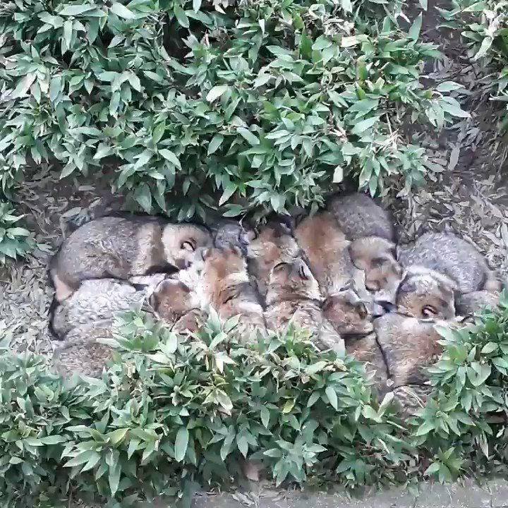 たぬき団子 寒い時期に東山動植物園で見られるもふもふみっしりな光景 毎日寒いから気持ち分かりますね Togetter