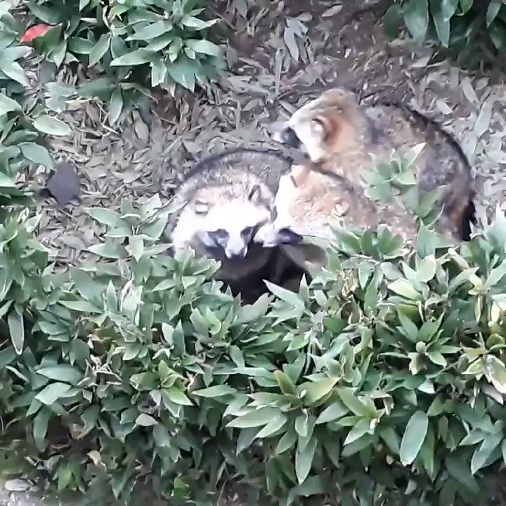 たぬき団子 寒い時期に東山動植物園で見られるもふもふみっしりな光景 毎日寒いから気持ち分かりますね Togetter