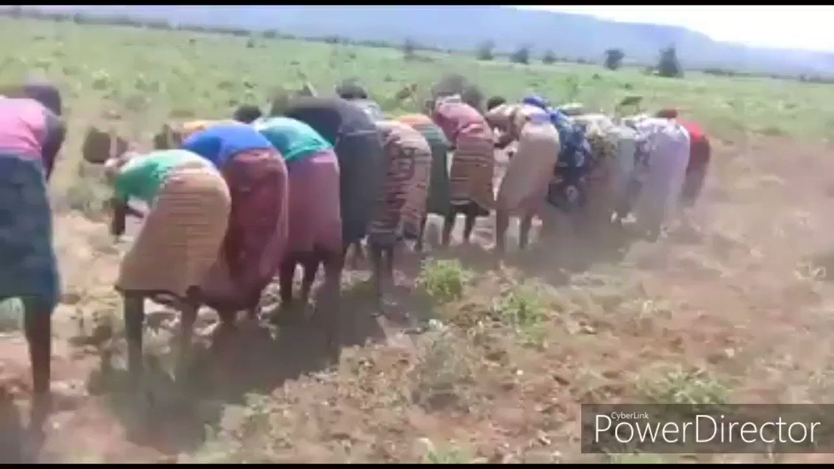 The rainy season is usually a blessing to the farming community in Ethiopia's Somali region. 💚💙❤ It marks a busy period in the farming calendar as farmers embark on land preparation, planting, and tending to the crops in the farms.