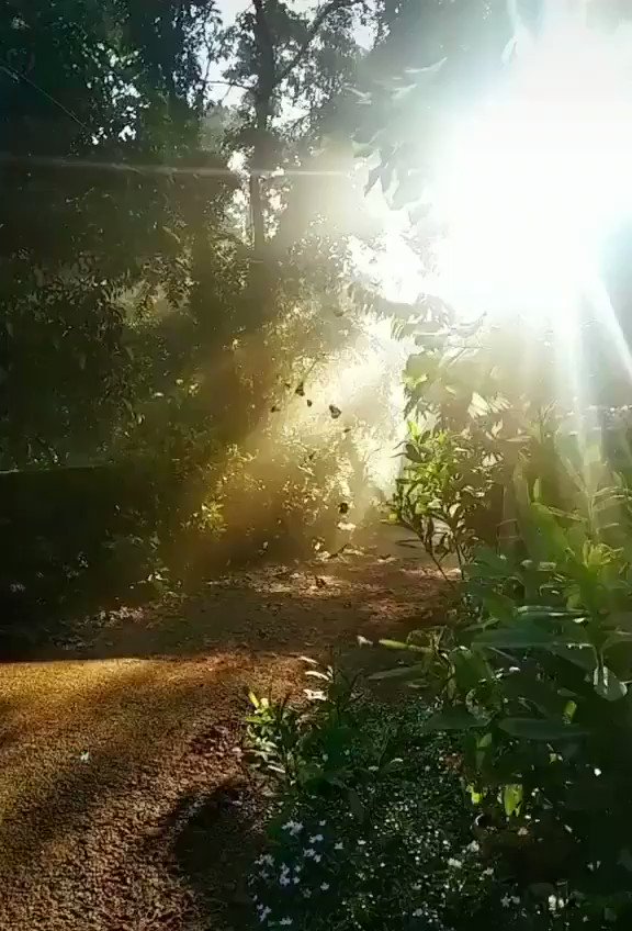 Good evening my friends 🌱💐🌺🌷🌲🍀🌾🌴