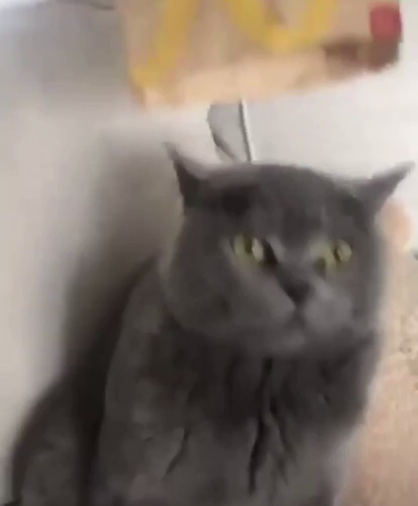 Dieudonne Officiel Robert C Est Qui Ce Chat Poutine Kgb T Co Utkntjh2e9 Twitter Dieudonne Officiel Robert C Est Qui Ce Chat Poutine Kgb T Co Utkntjh2e9 Twitter