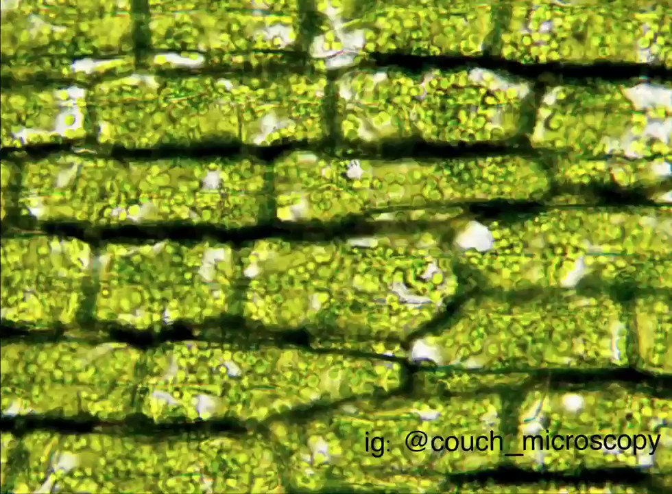 Elodea Cells 400x