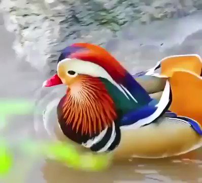 Mandarin Ducks are beautiful ❤️