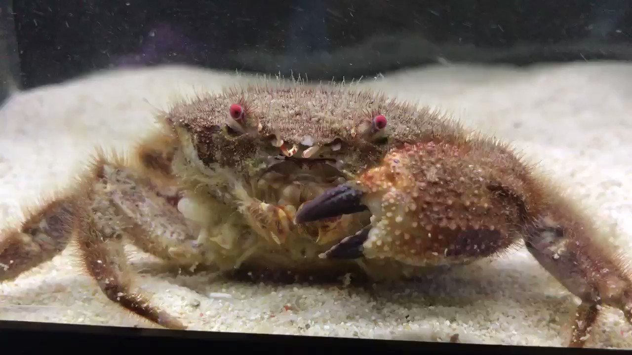【人気投票 】ハイブランド人気ランキング！ すさみ町立エビとカニの水族館 on  X: その他