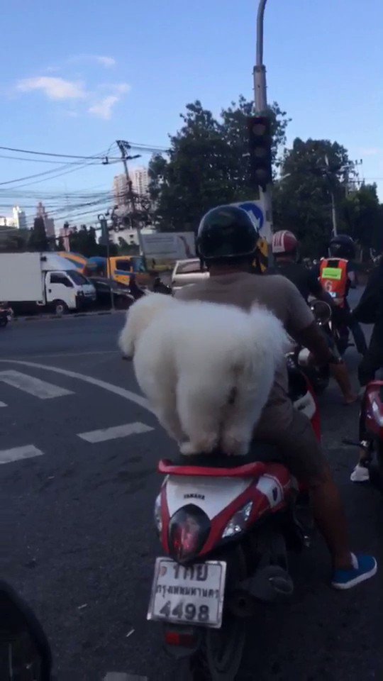 【風になびくふわふわわたあめ】タイで偶然出会ったライダーが可愛すぎて話題になっています