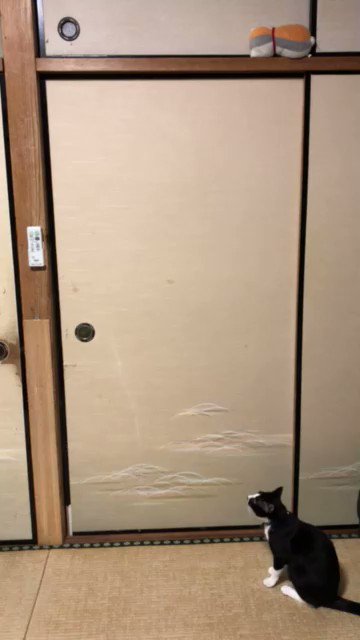 え？SASUKE！？猫の身体能力がすごすぎたwwwwwm