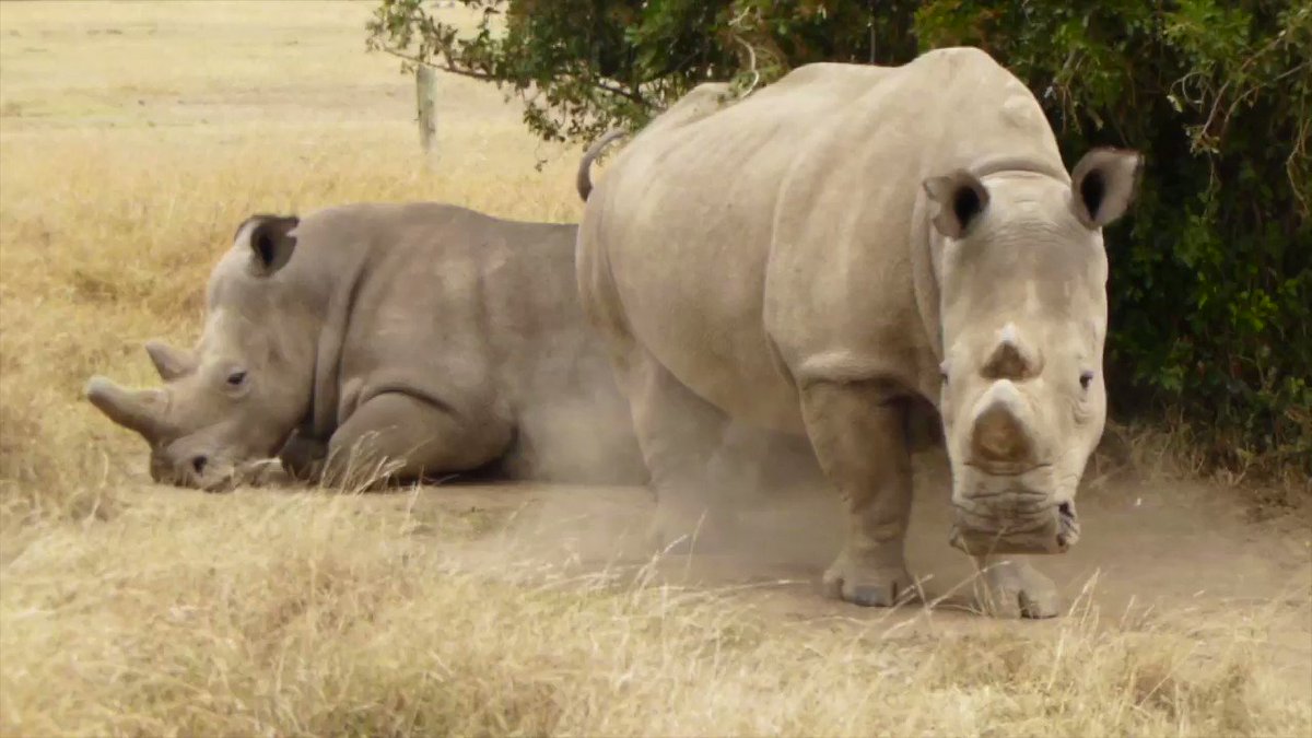 @HelpingRhinos's photo on #thursdaythoughts