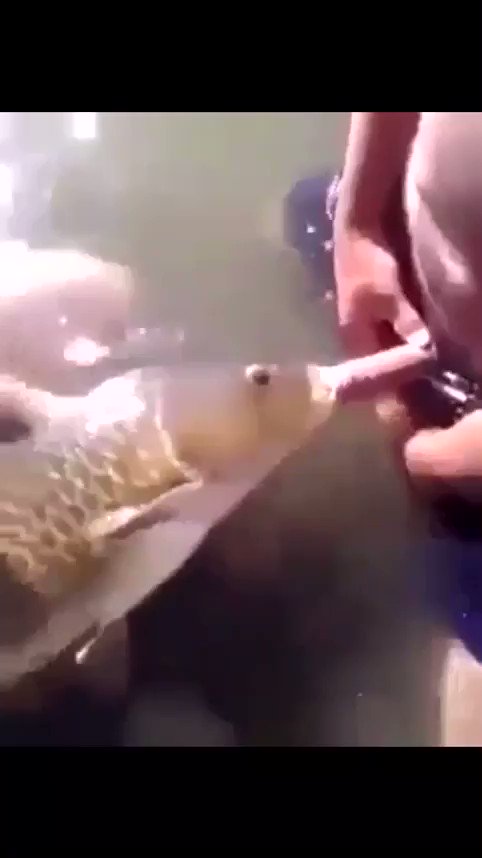 “@emtrv I want a fish to do this https://t.co/Icx32NC7NM” .