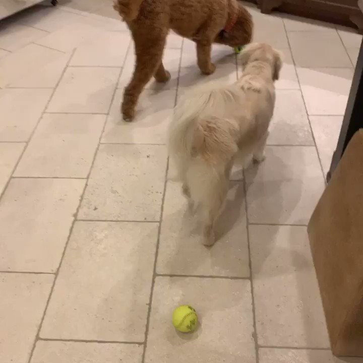 JJ Watt (@JJWatt) on Twitter photo 2019-12-06 01:27:07 Dogs would rather chew softballs than take photos with them. That’s just simple common sense. Get your tickets now for the a Charity Classic. The pups will be there, probably licking anyone who gets close enough. Tickets: mpv.tickets.com/?orgid=48529&a… Dogs would rather chew softballs than take photos with them. That’s just simple common sense. Get your tickets now for the a Charity Classic. The pups will be there, probably licking anyone who gets close enough. Tickets: mpv.tickets.com/?orgid=48529&a…