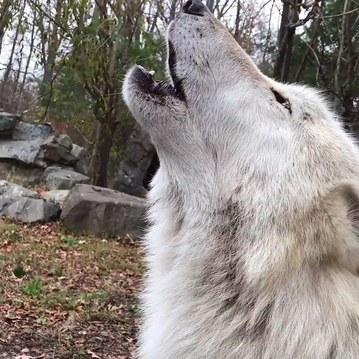 Wolf Conservation Center (@nywolforg) on Twitter photo 2019-12-06 11:50:24 Howls ✅ Grunts ✅ Kisses ✅ #FridayMotivation Howls ✅ Grunts ✅ Kisses ✅ #FridayMotivation