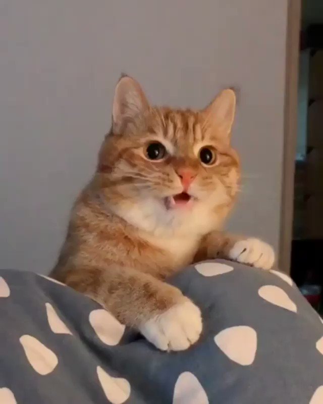 Snezana🌷 (@BgSnezana) on Twitter photo 2019-12-08 01:02:49 We need to talk.😂🐱😍❤️ We need to talk.😂🐱😍❤️