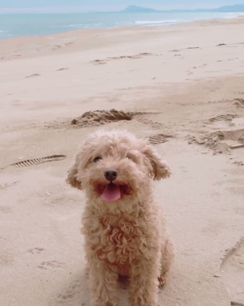 Running aimlessly could be the remedy to set course to your life. Don’t look back and let your wool hair wave 🌊#footage #editing #puppy #goexplore
