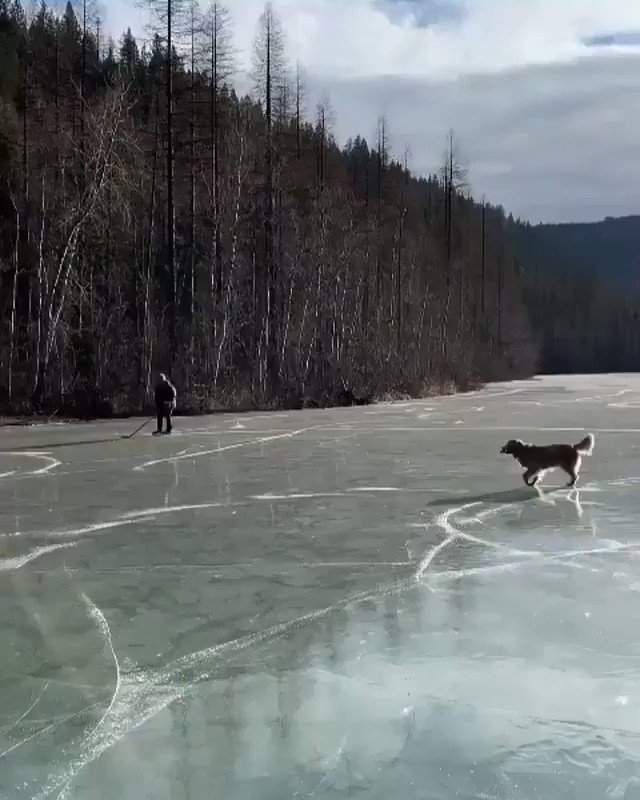 NHL (@NHL) on Twitter photo 2019-12-07 16:05:39 The goodest pond skate ever. 🐶 (🎥 IG/chantelfox) The goodest pond skate ever. 🐶 (🎥 IG/chantelfox)